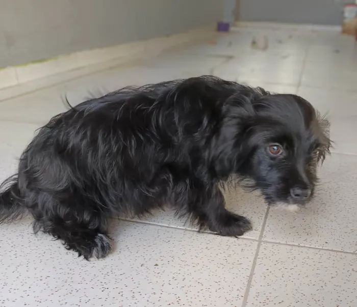 Cachorro ra a SRD-ViraLata idade 2 a 6 meses nome Amora