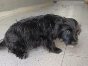 Cachorro raça SRD-ViraLata idade 2 a 6 meses nome Amora