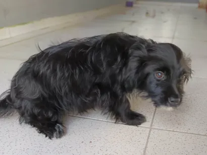 Cachorro raça SRD-ViraLata idade 2 a 6 meses nome Amora