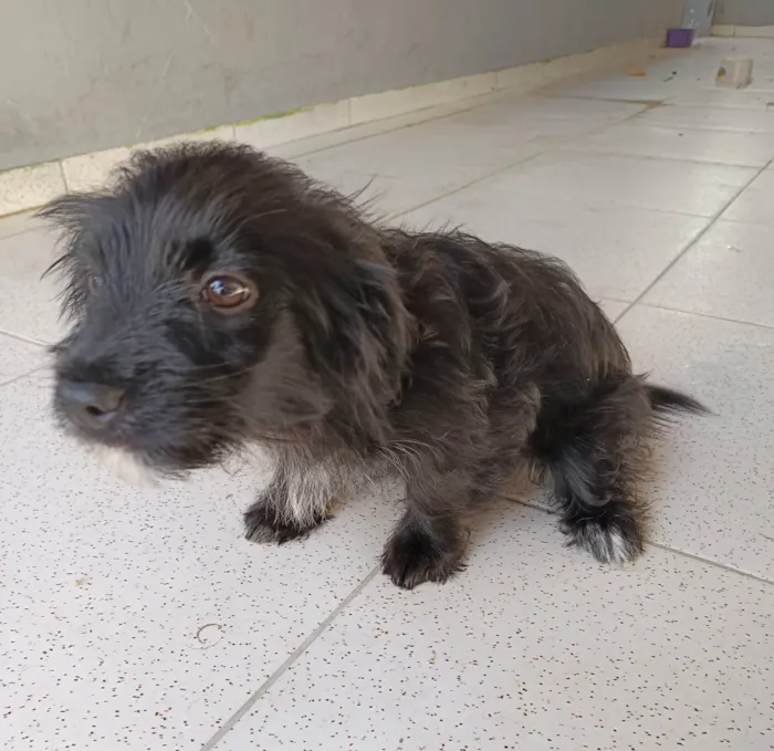Cachorro ra a SRD-ViraLata idade 2 a 6 meses nome Amora