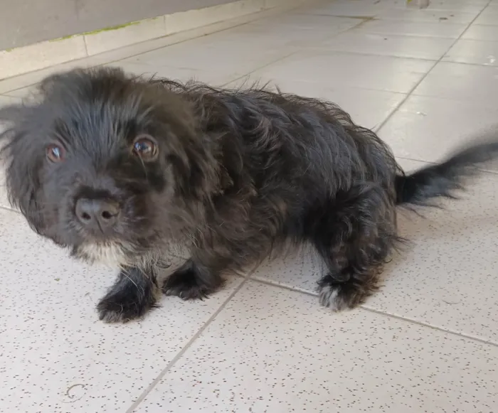 Cachorro ra a SRD-ViraLata idade 2 a 6 meses nome Amora