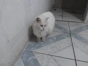 Gato raça SRD-ViraLata idade 6 ou mais anos nome Suzy
