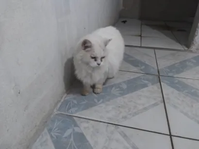 Gato raça SRD-ViraLata idade 6 ou mais anos nome Suzy