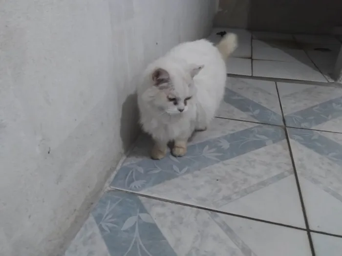 Gato ra a SRD-ViraLata idade 6 ou mais anos nome Suzy