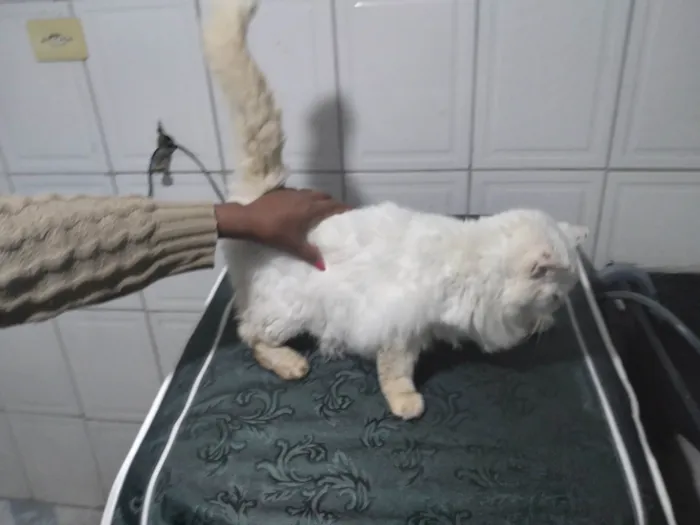 Gato ra a SRD-ViraLata idade 6 ou mais anos nome Suzy