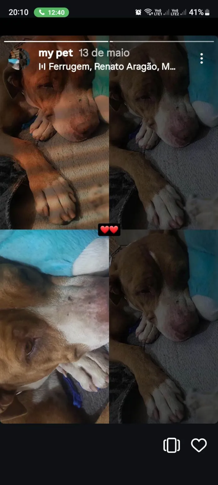 Cachorro ra a Pit-Bull idade 2 anos nome Kyara 