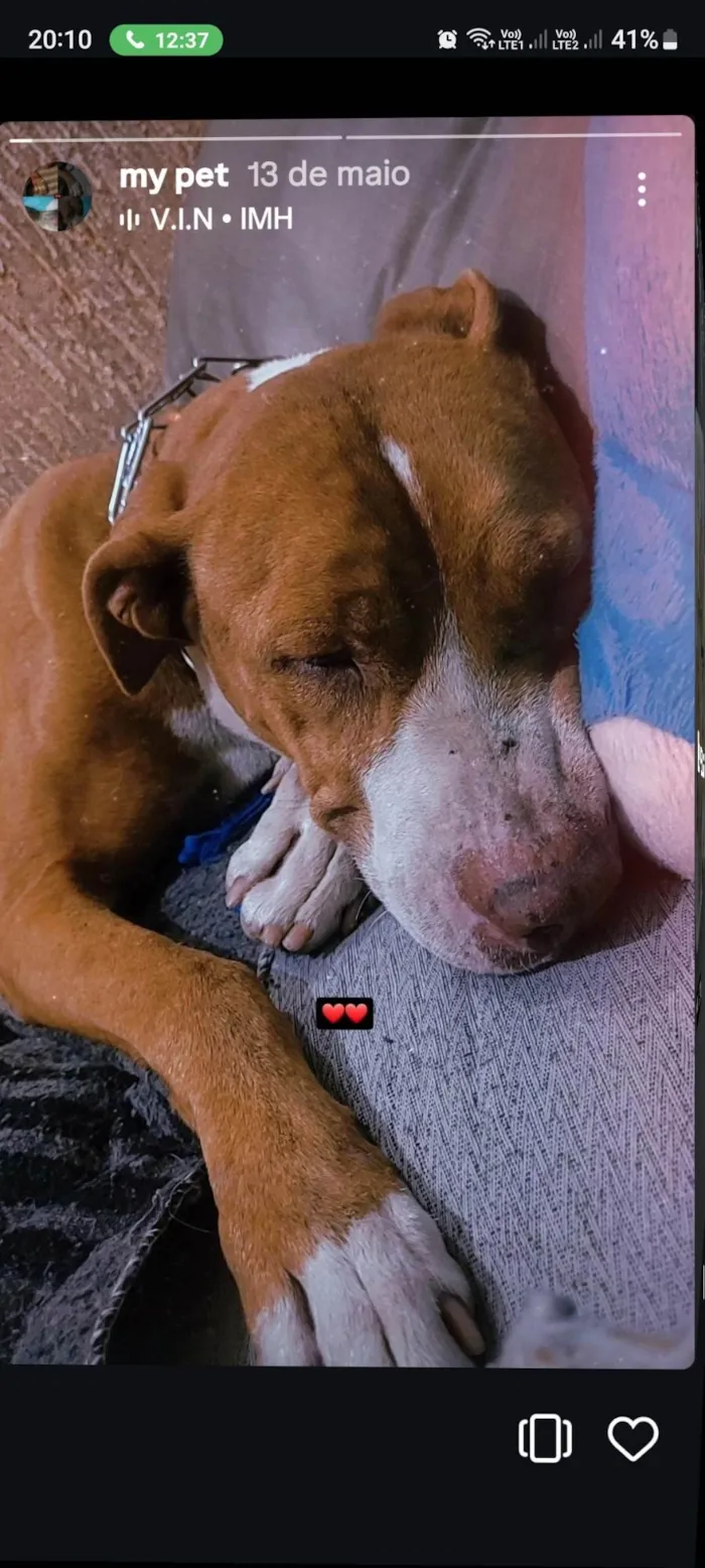 Cachorro ra a Pit-Bull idade 2 anos nome Kyara 