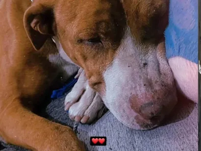 Cachorro raça Pit-Bull idade 2 anos nome Kyara 
