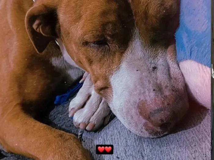 Cachorro ra a Pit-Bull idade 2 anos nome Kyara 