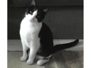 Gato raça SRD-ViraLata idade 6 ou mais anos nome Bebê