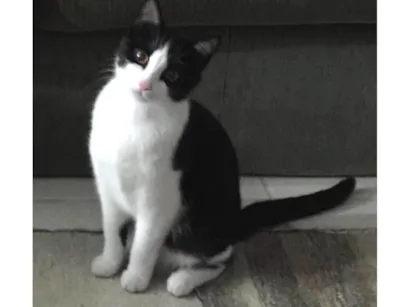 Gato raça SRD-ViraLata idade 6 ou mais anos nome Bebê