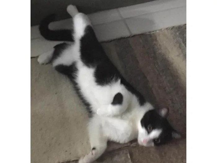 Gato ra a SRD-ViraLata idade 6 ou mais anos nome Bebê