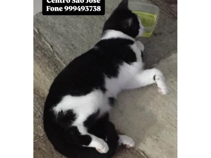 Gato ra a SRD-ViraLata idade 6 ou mais anos nome Bebê