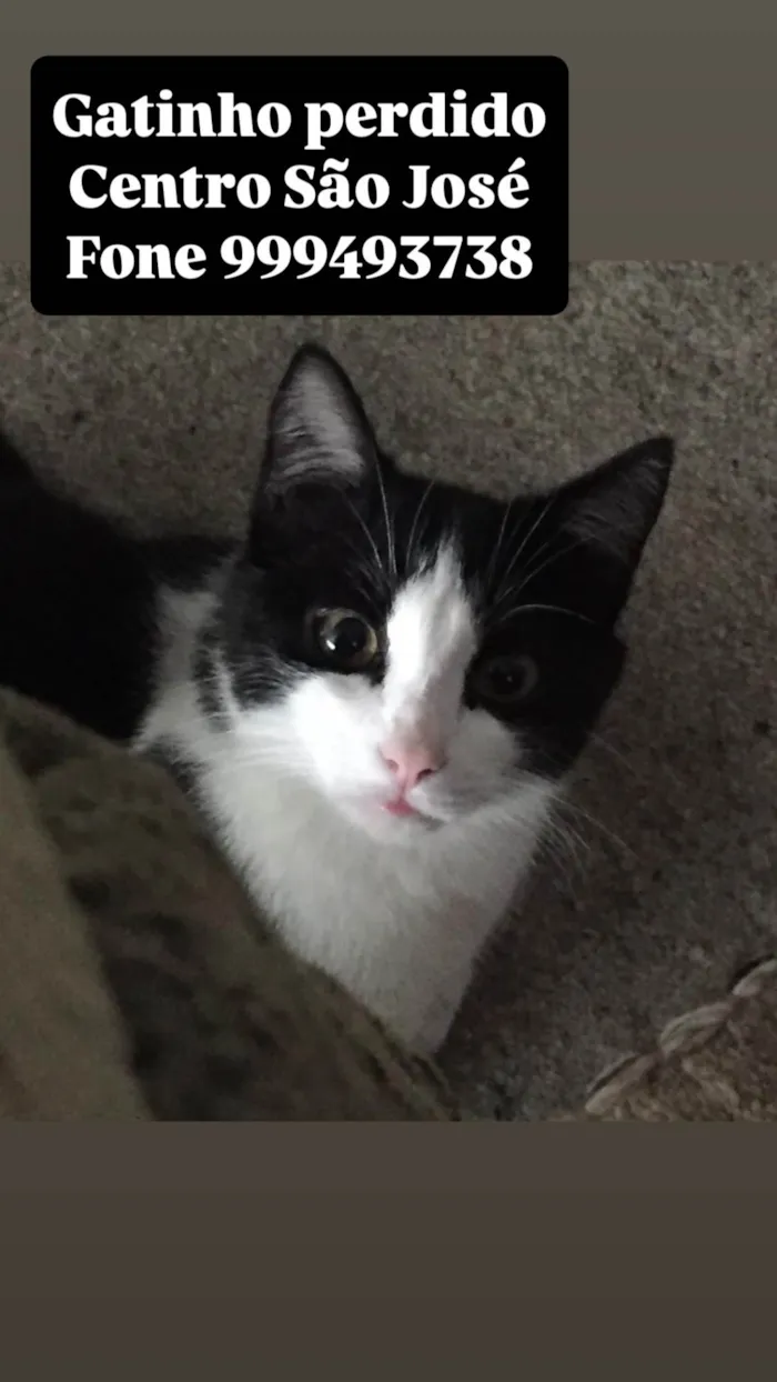 Gato ra a SRD-ViraLata idade 6 ou mais anos nome Bebê