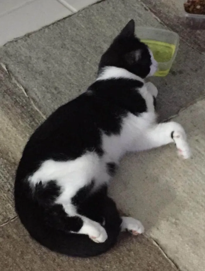 Gato ra a SRD-ViraLata idade 6 ou mais anos nome Bebê