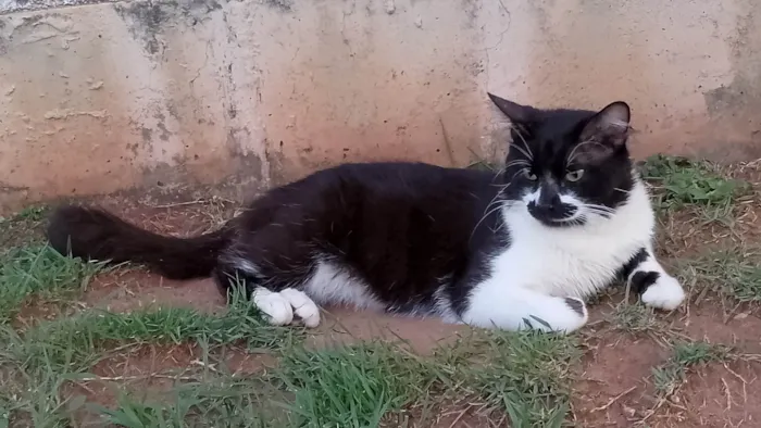 Gato ra a SRD-ViraLata idade 3 anos nome Tom
