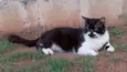 Tom