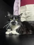 Tom