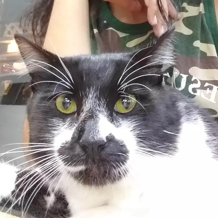 Gato ra a SRD-ViraLata idade 3 anos nome Tom