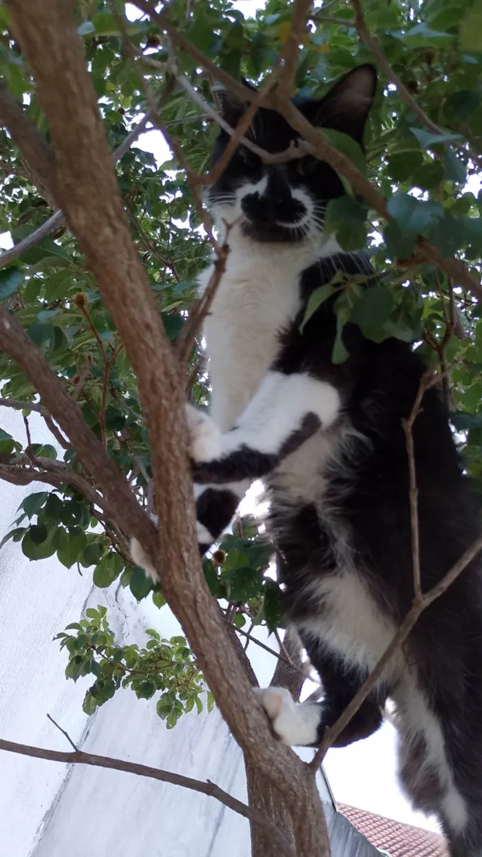 Gato ra a SRD-ViraLata idade 3 anos nome Tom