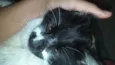 Tom
