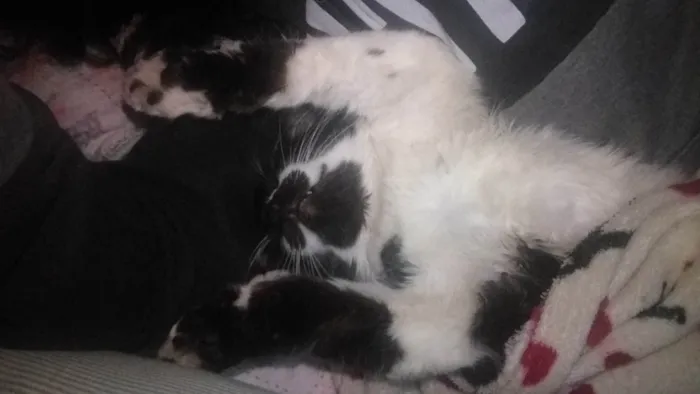 Gato ra a SRD-ViraLata idade 3 anos nome Tom