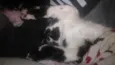 Tom