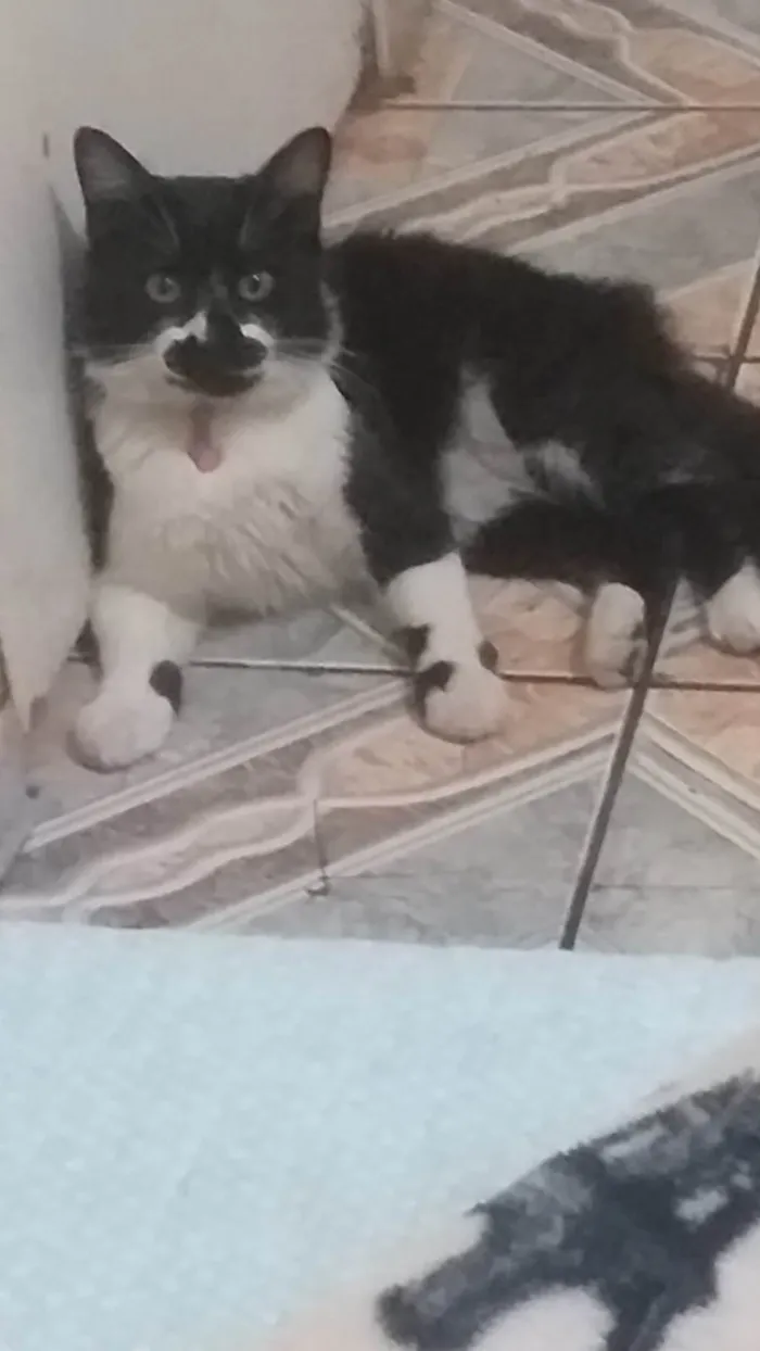 Gato ra a SRD-ViraLata idade 3 anos nome Tom