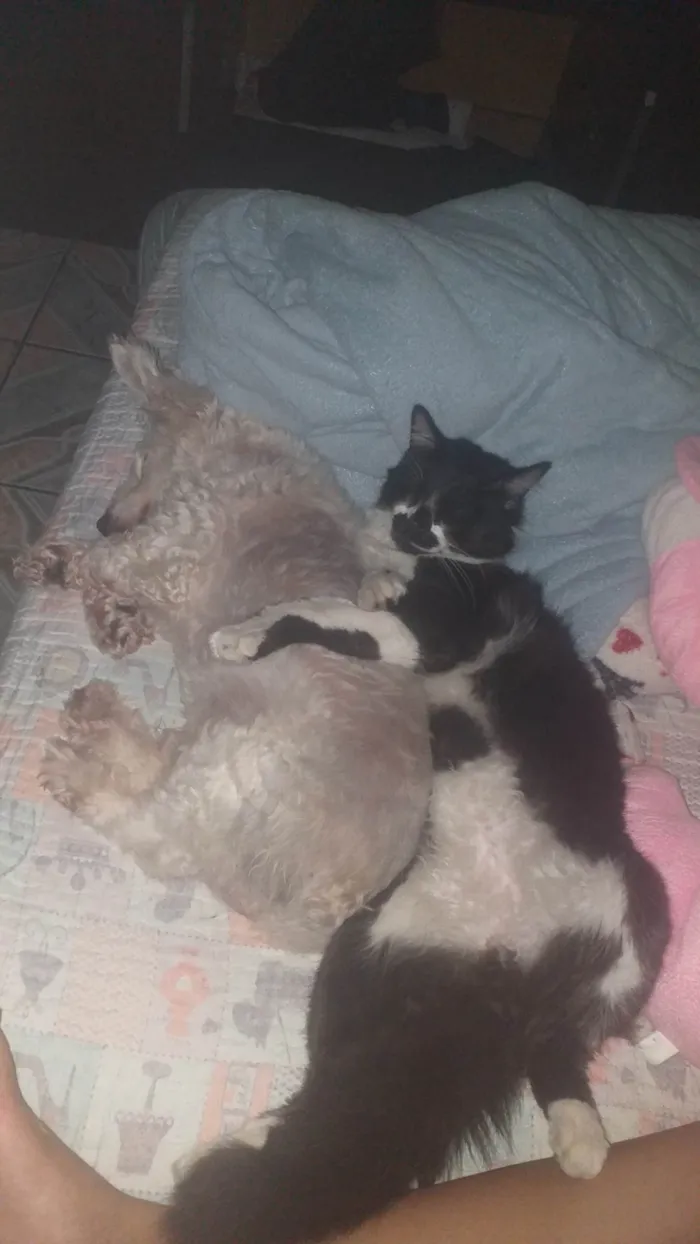 Gato ra a SRD-ViraLata idade 3 anos nome Tom