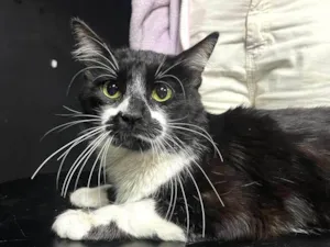 Gato raça SRD-ViraLata idade 3 anos nome Tom