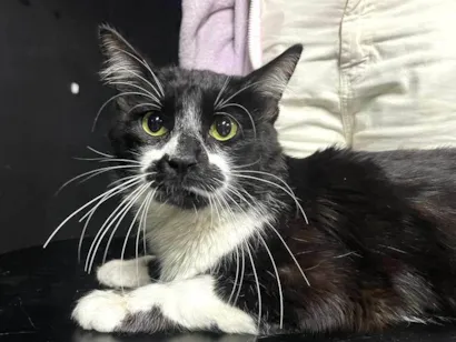 Gato raça SRD-ViraLata idade 3 anos nome Tom