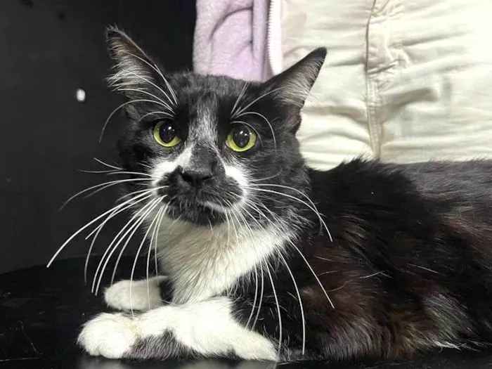 Gato ra a SRD-ViraLata idade 3 anos nome Tom