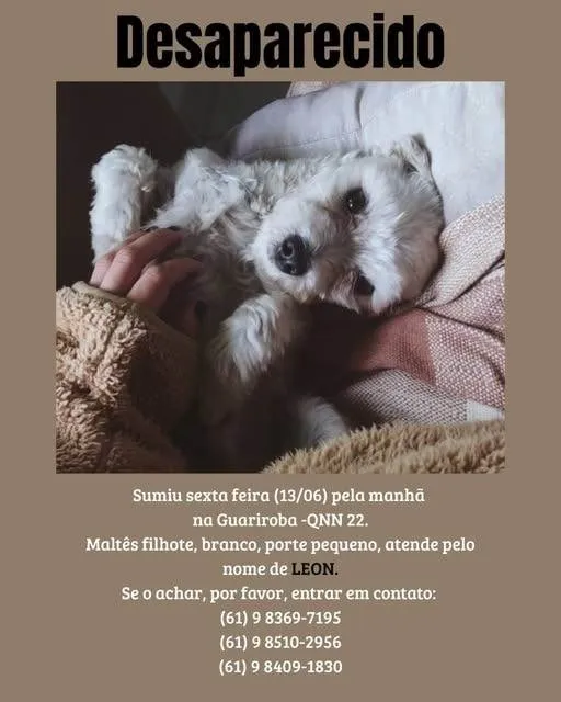 Cachorro ra a Maltês idade 1 ano nome Leon