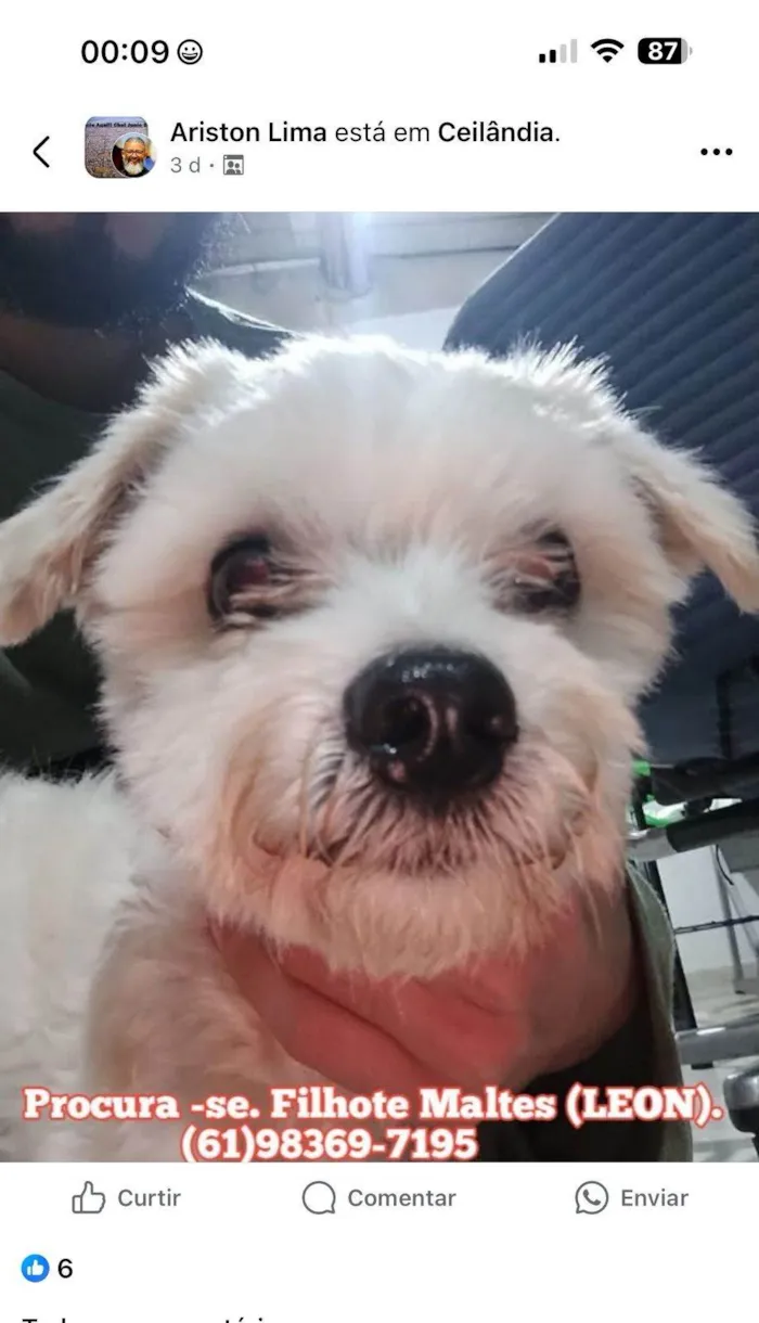 Cachorro ra a Maltês idade 1 ano nome Leon