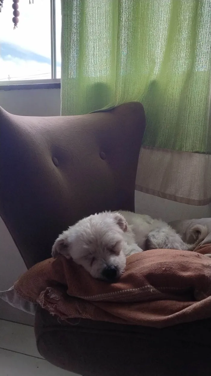 Cachorro ra a Maltês idade 1 ano nome Leon