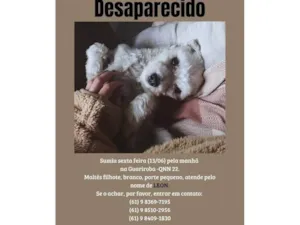 Cachorro raça Maltês idade 1 ano nome Leon