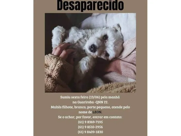 Cachorro ra a Maltês idade 1 ano nome Leon