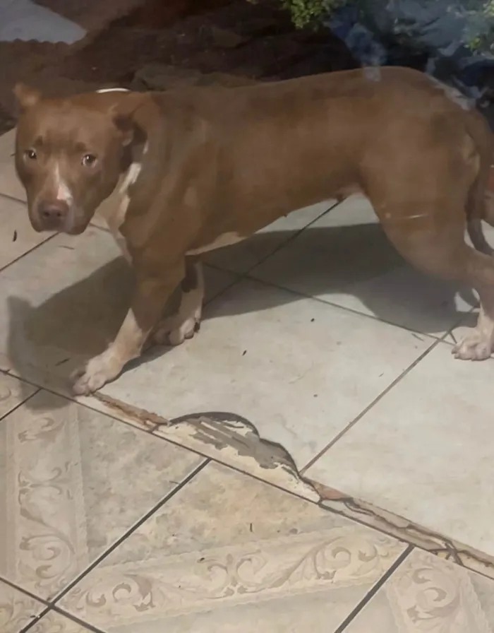Cachorro ra a Pit-Bull idade 2 a 6 meses nome Pitbull