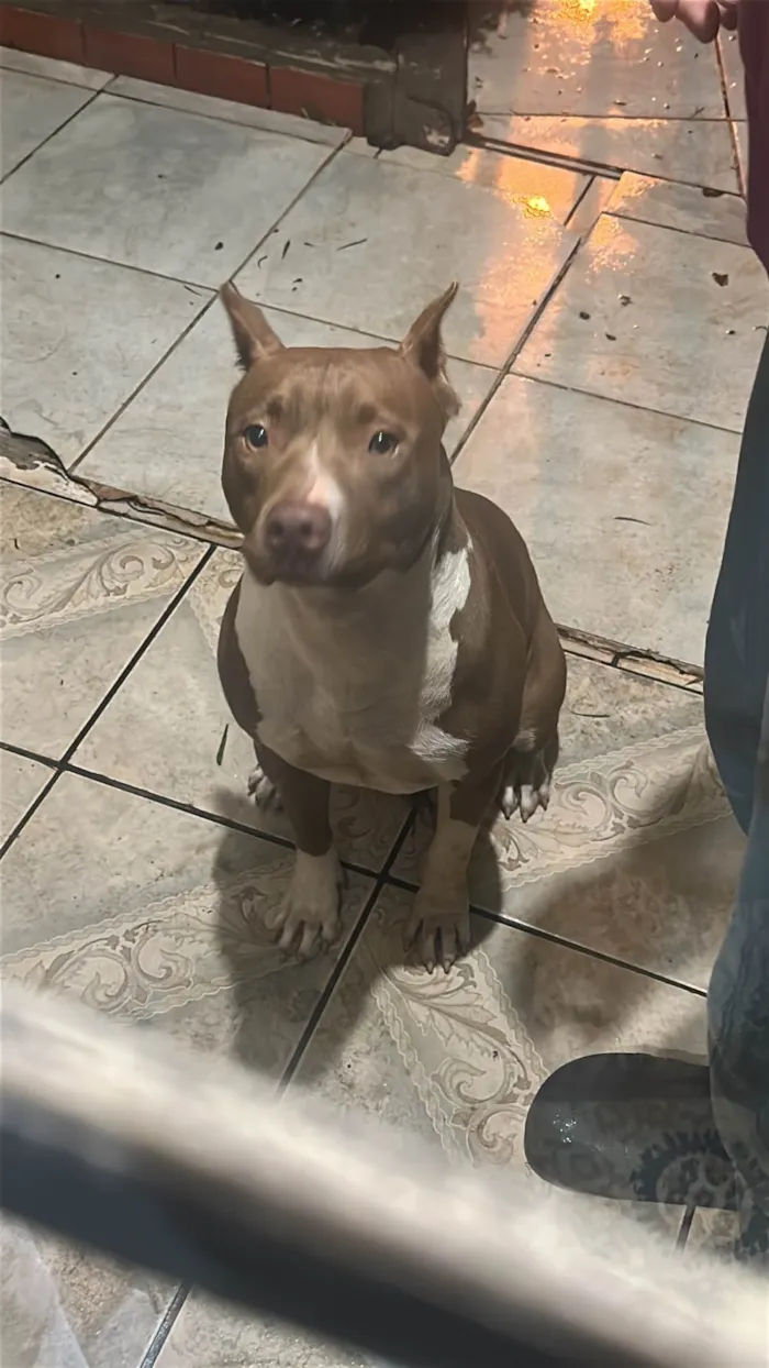 Cachorro ra a Pit-Bull idade 2 a 6 meses nome Pitbull