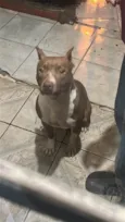 Pitbull