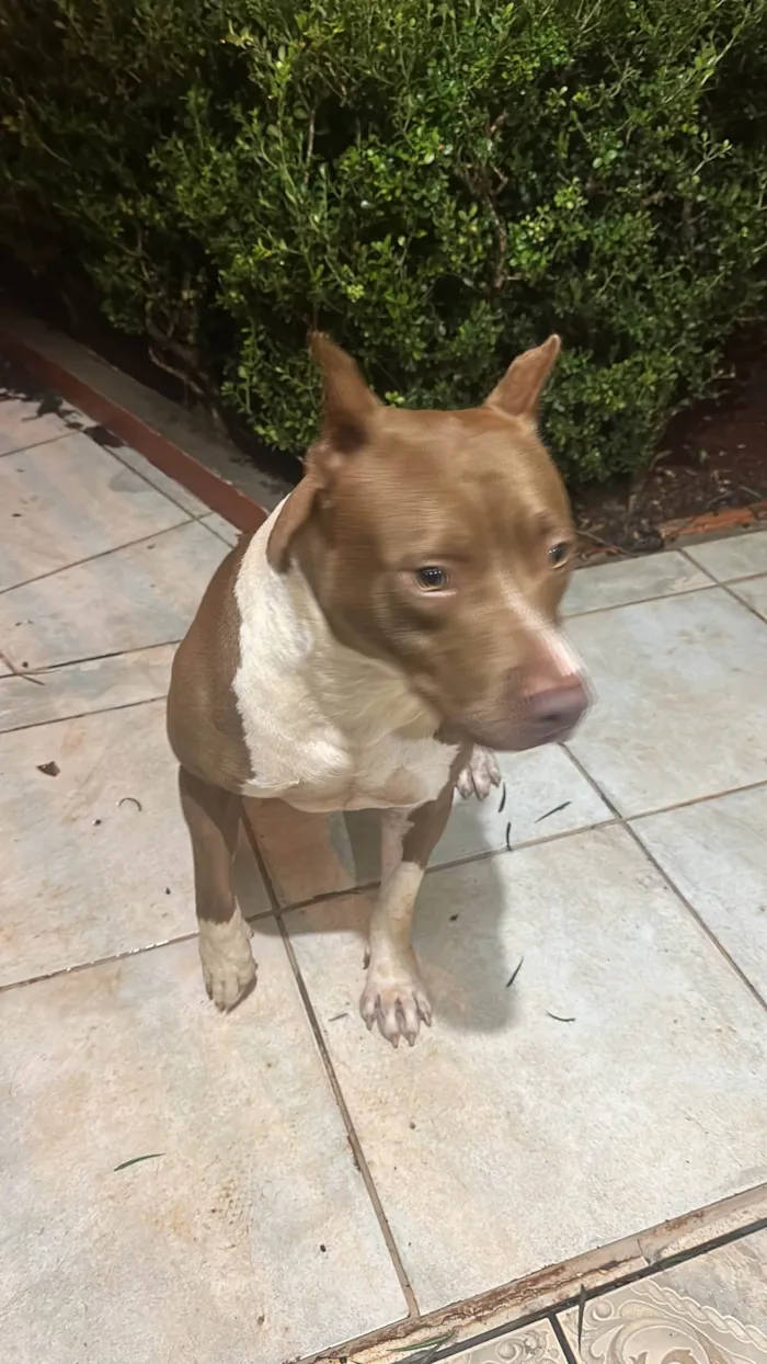 Cachorro ra a Pit-Bull idade 2 a 6 meses nome Pitbull