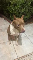 Pitbull