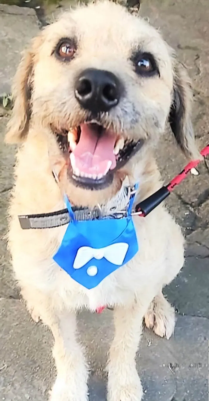 Cachorro ra a Poodle idade 2 anos nome Billy