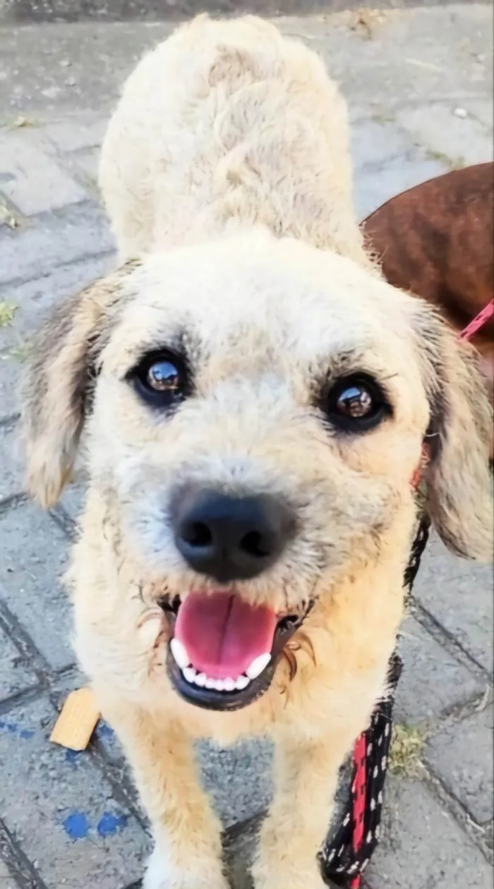 Cachorro ra a Poodle idade 2 anos nome Billy