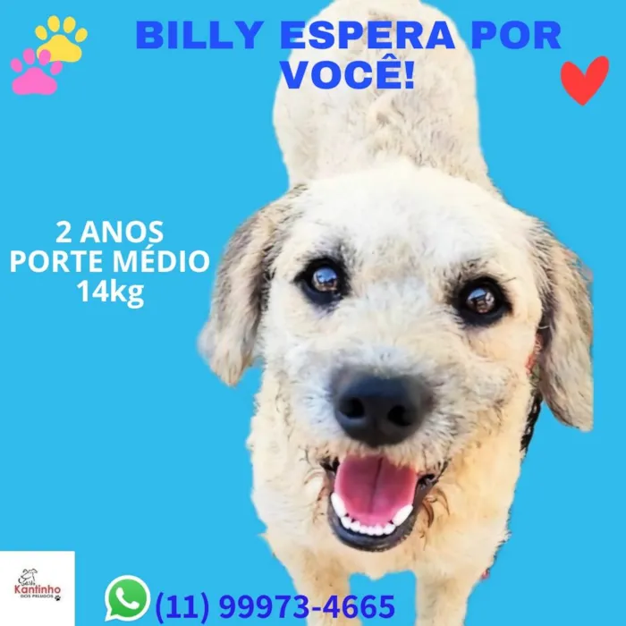 Cachorro ra a Poodle idade 2 anos nome Billy