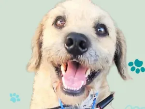 Cachorro raça Poodle idade 2 anos nome Billy