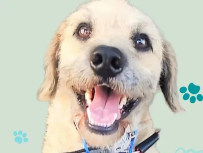 Cachorro raça Poodle idade 2 anos nome Billy