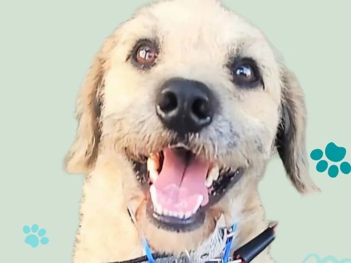 Cachorro ra a Poodle idade 2 anos nome Billy