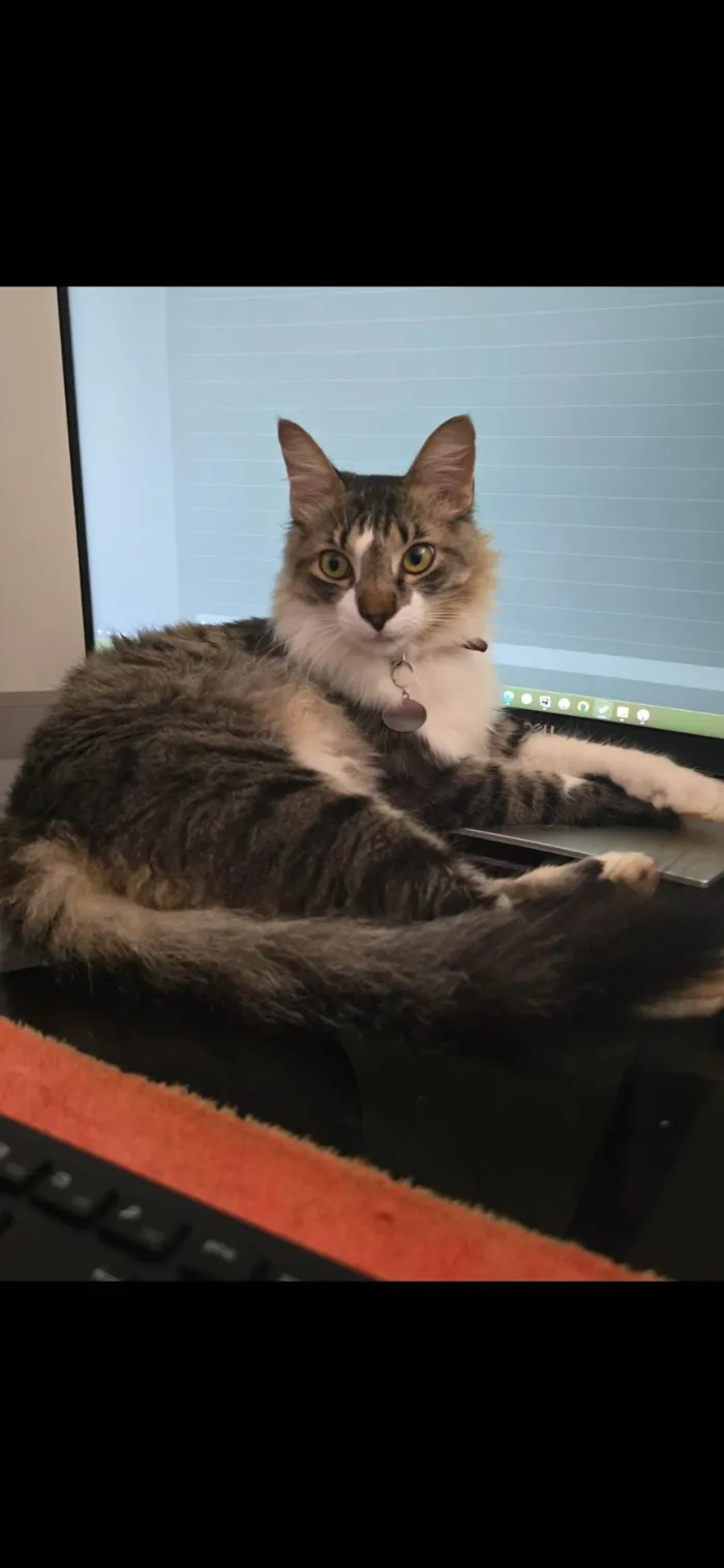 Gato ra a SRD-ViraLata idade 1 ano nome Nick