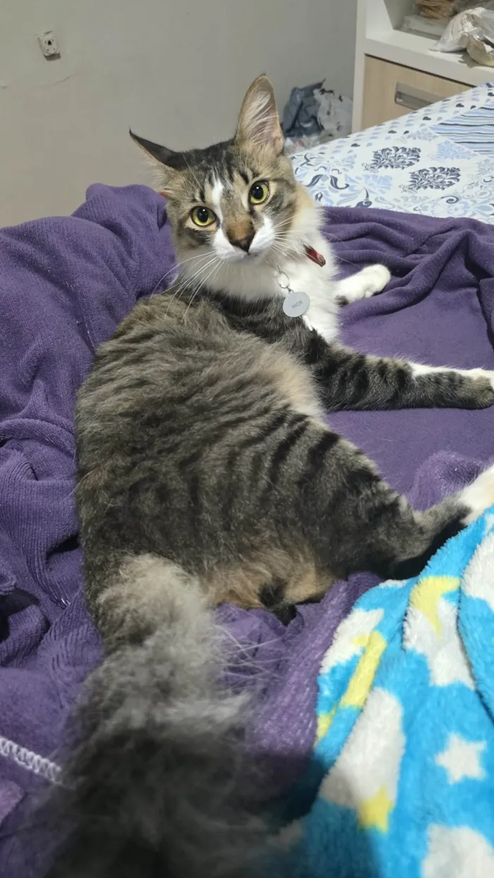 Gato ra a SRD-ViraLata idade 1 ano nome Nick
